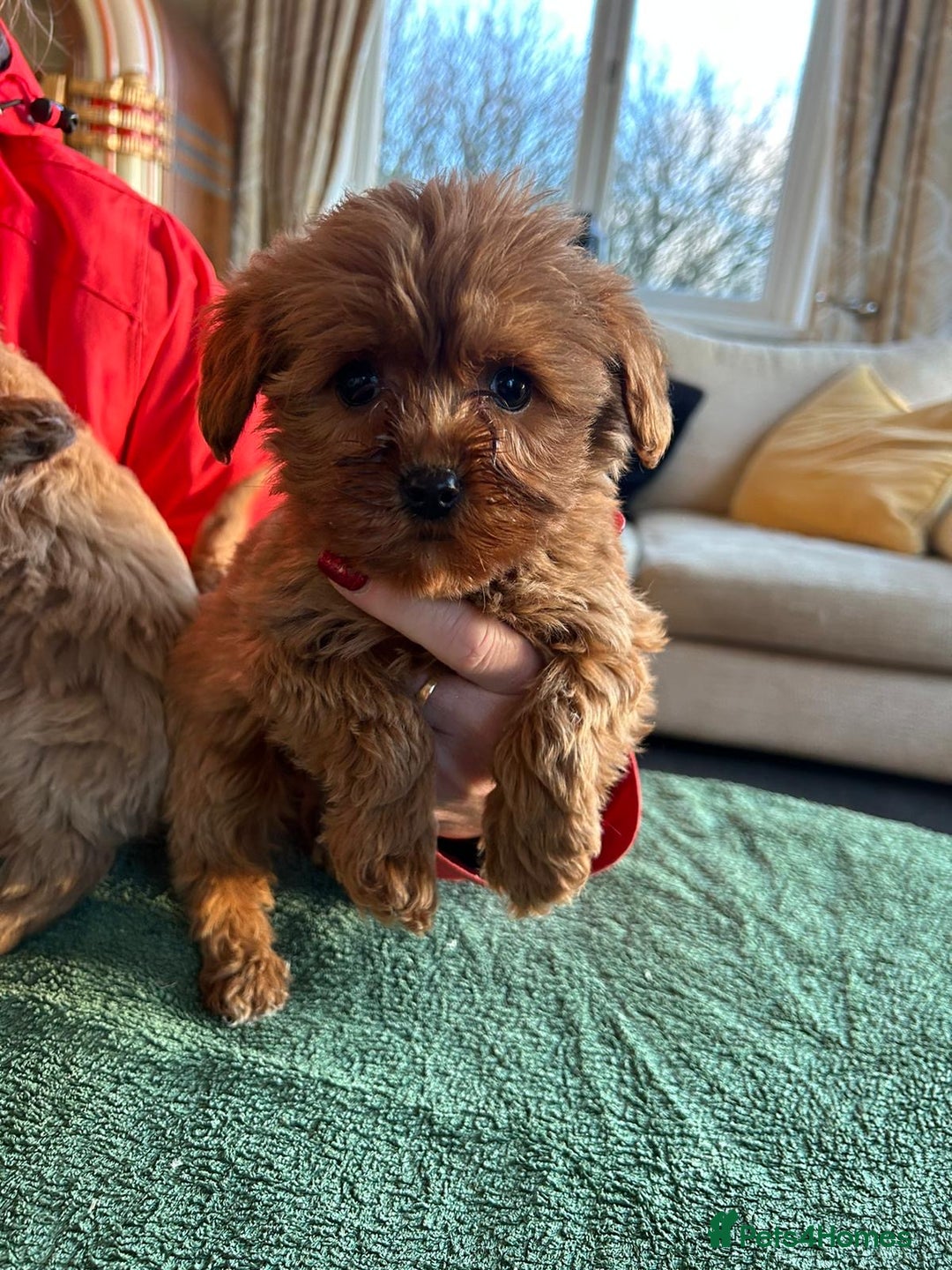 Labradoodle dogs for sale: Gorgeous Health Checked Labradoodle Puppies - Advert 24