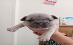 French Bulldog dogs for sale: Platinum cream velvet french bulldogpup 4 week old - Image 18