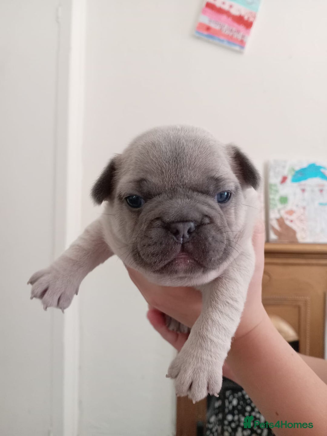 French Bulldog dogs for sale: Platinum cream velvet french bulldogpup 4 week old - Image 18