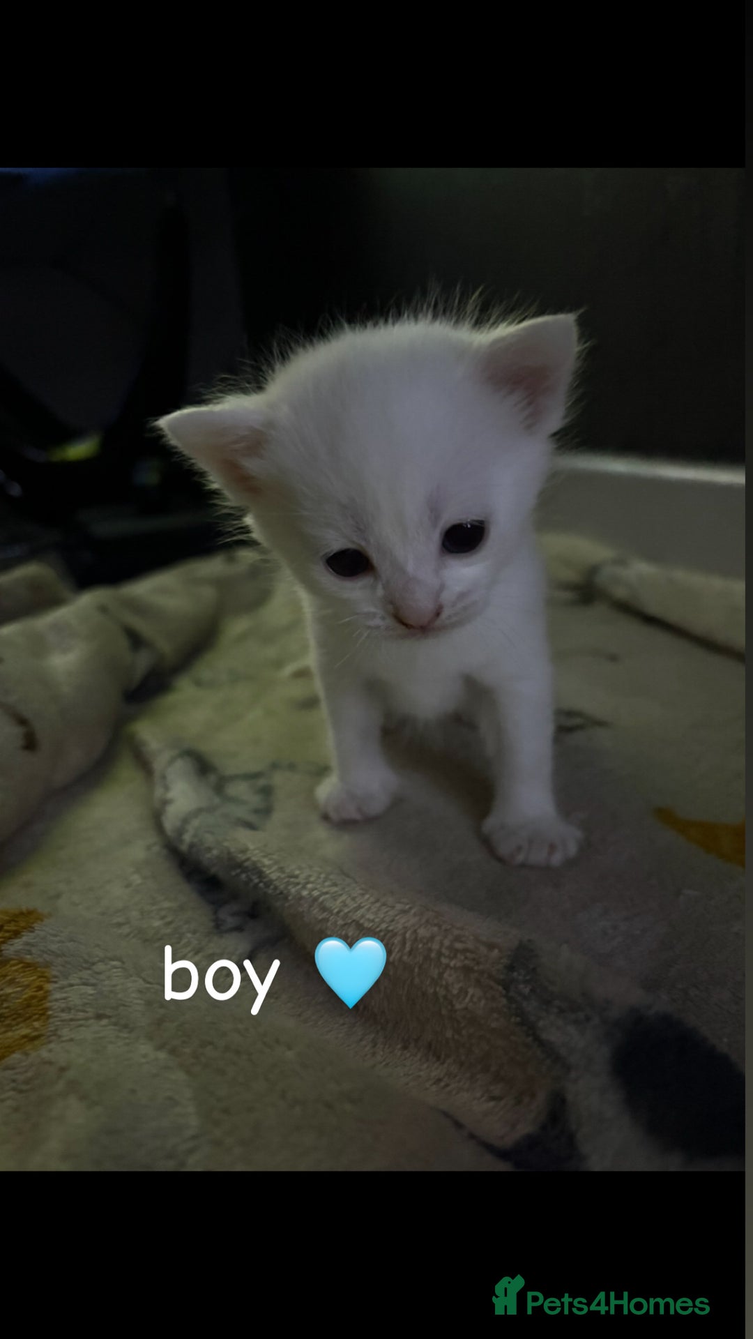 Mixed Breed cats for sale: Litter of 3 kittens for sale  - Advert 3