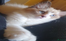 Ragdoll cats for sale: Four adorable ragdolls available  in Chatham - Image 13