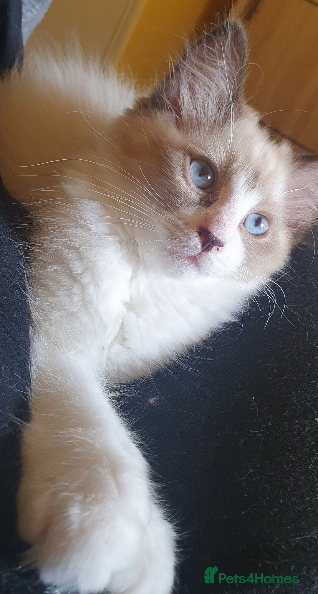 Ragdoll cats for sale: Four adorable ragdolls available  in Chatham - Image 13