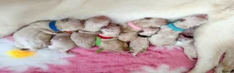 Goldador dogs for sale: A Special Litter of Goldador Puppies - Advert 8