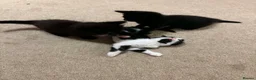 Mixed Breed cats for sale: 4 adorable kittens - Advert 11