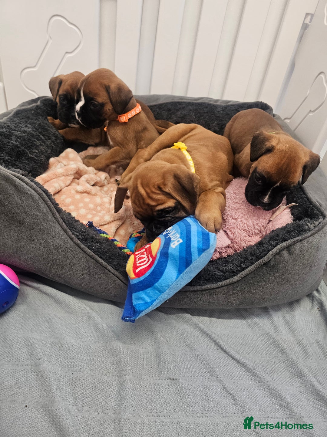Boxer dogs for sale: Beautiful KC Registered Boxer Puppies - Advert 10