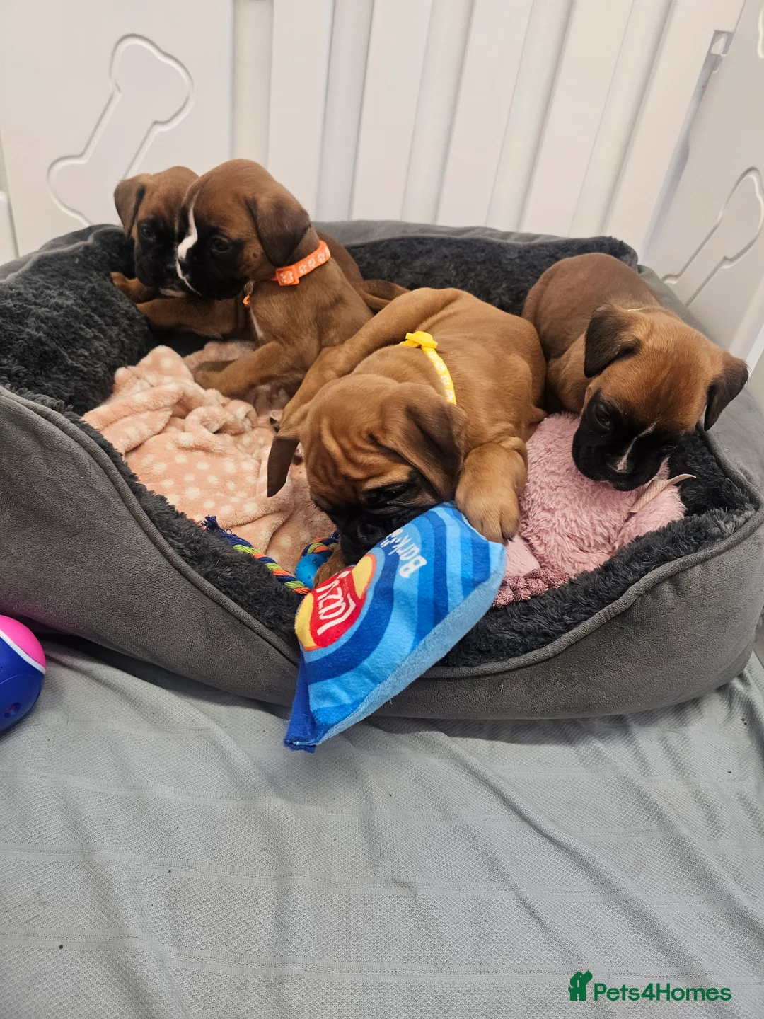 Boxer dogs for sale: Beautiful KC Registered Boxer Puppies - Advert 10