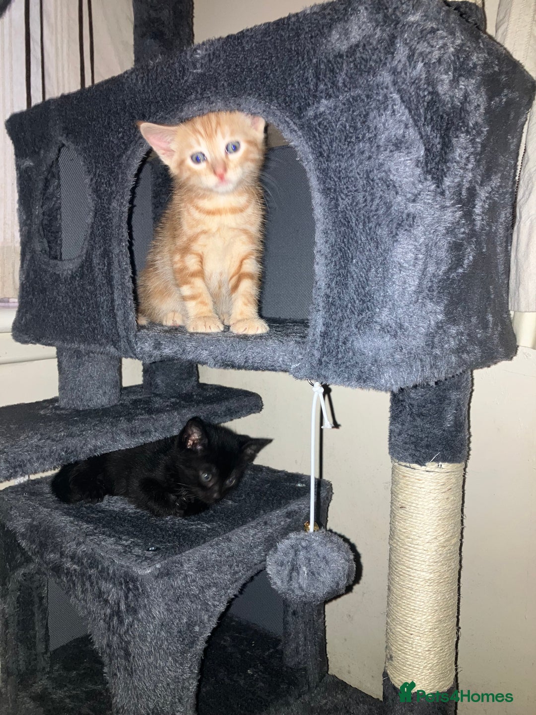 British Shorthair cats for sale: 2 kittens looking for forever home  - Image 13