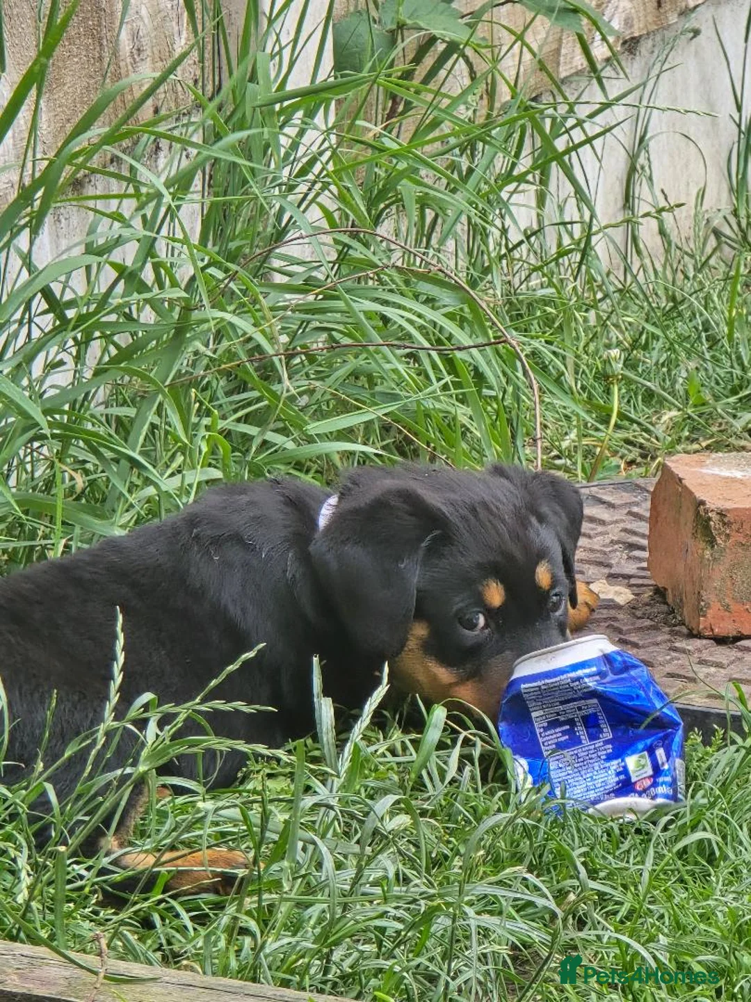 Rottweiler dogs for sale: rotty babies - Advert 2