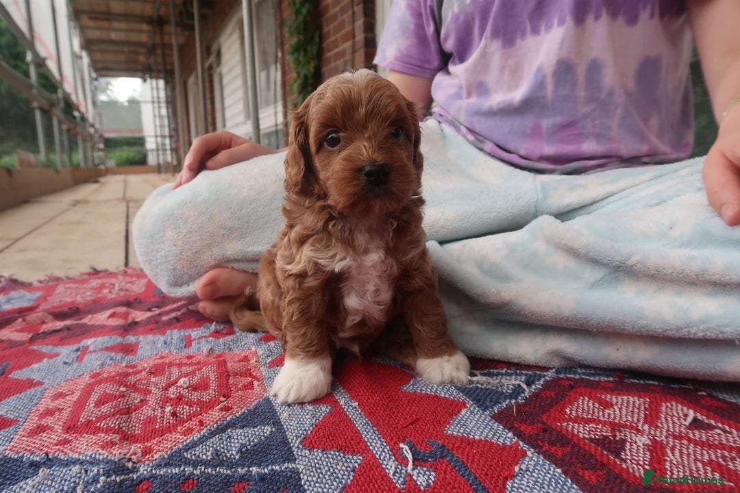 Cockapoo dogs for sale: Very unique Asian Toy Cockerpoos - Image 34