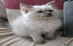 Ragdoll cats for sale: GCCF registered exclusive quality kittens - Image 1