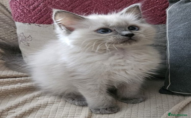 Ragdoll cats - Advert 5