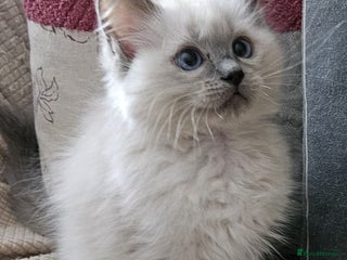 Ragdoll cats - Advert 10