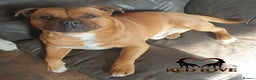 Staffordshire Bull Terrier dogs for stud: 🥨CHIEF CHAMPION SIRED.🥨 🏆  in Rochdale - Advert 8