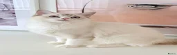 Ragdoll cats for sale: GCCF ACTIVE (FOR BREEDING) SEAL BICOLOUR FEMALE - Advert 5