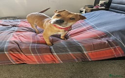 Mixed Breed dogs for sale: Beautiful shar pei cross looking for a new home - Advert 2