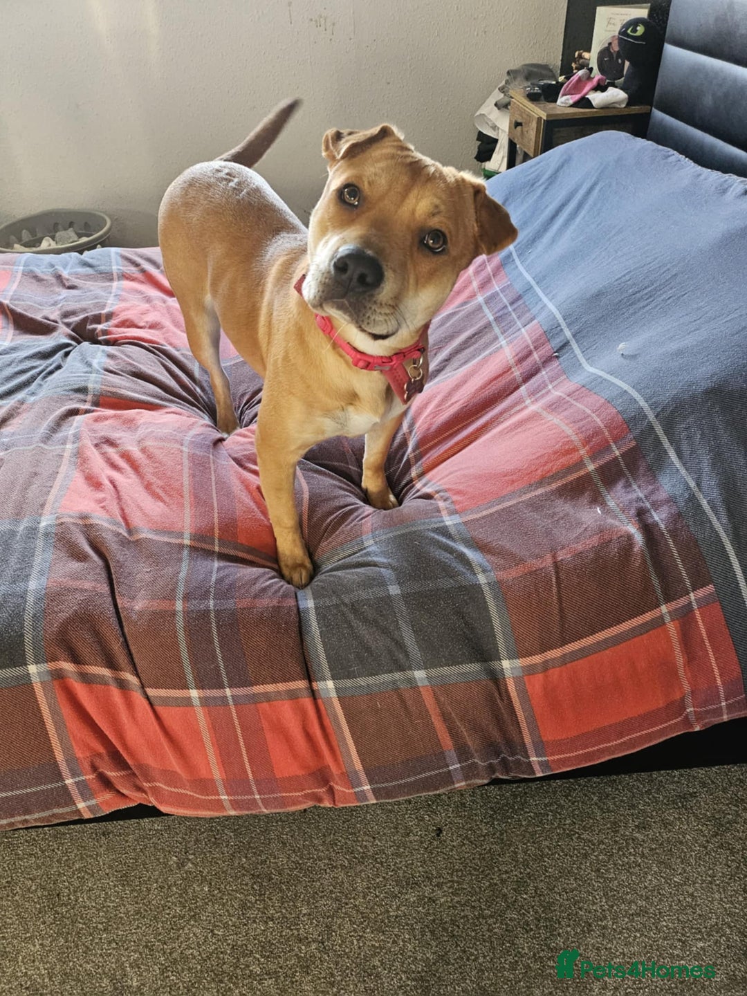 Mixed Breed dogs for sale: Beautiful shar pei cross looking for a new home - Advert 2