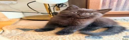 British Shorthair cats for sale: BRITISH SHORTHAIR DOLLS READY NOW! - Advert 5
