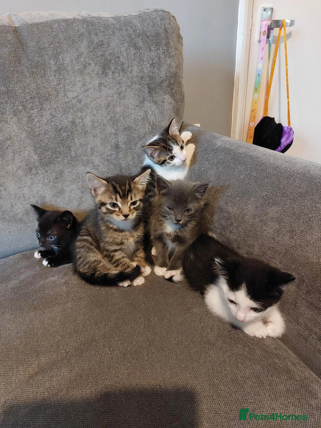 Mixed Breed cats for sale: Kittens for sale various prices - Advert 1