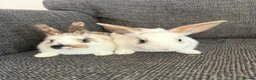 Mixed Breed rabbits for sale: Two Girl Bunnies for sale 💕 in St Albans - Advert 6