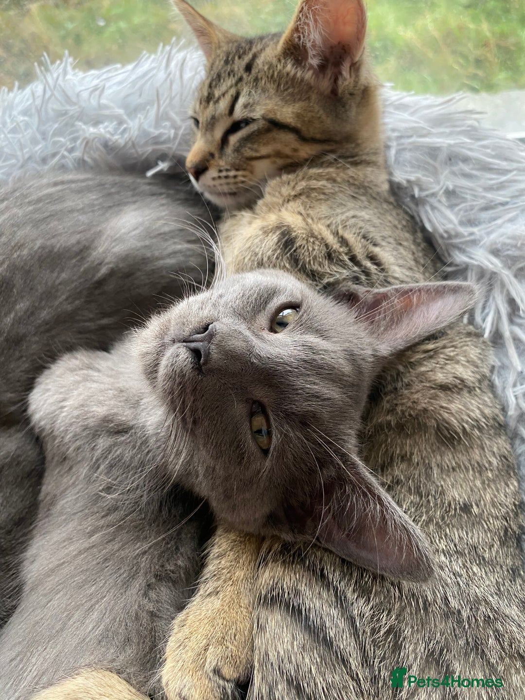 Maine Coon cats for sale: Maine coon x bengal kittens  - Image 3