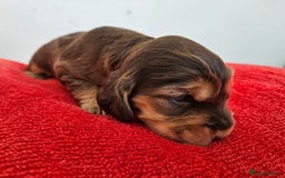 Cocker Spaniel dogs for sale: Quality Sable Show Cocker spaniel Puppies - Image 18