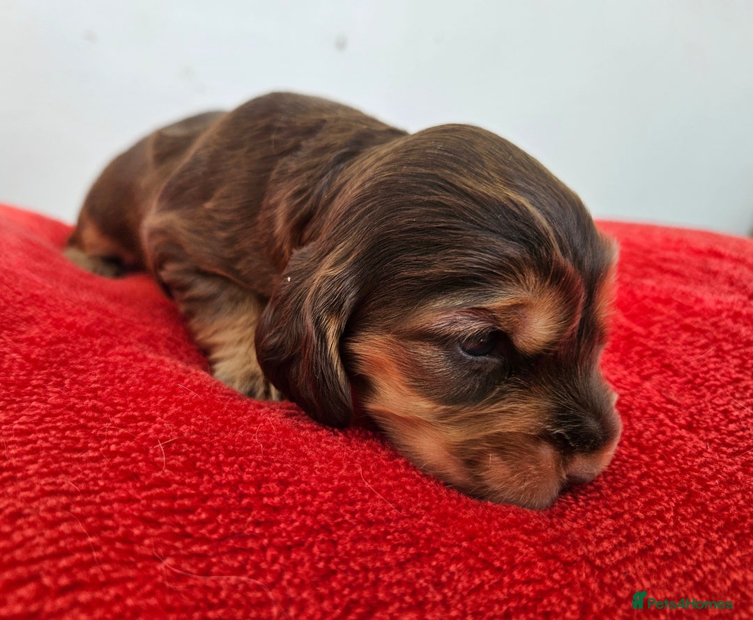 Cocker Spaniel dogs for sale: Quality Sable Show Cocker spaniel Puppies - Image 18