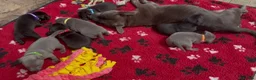 Staffordshire Bull Terrier dogs for sale: KC Health Tested Staffordshire Bull Terriers - Advert 15
