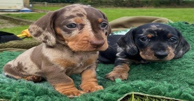 Miniature Dachshund dogs - Advert 17