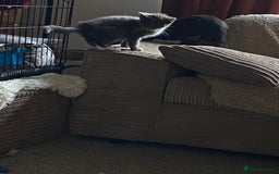 Mixed Breed cats for sale: 1 fluffy kitten + 3 farm rescue semi tame - Image 4