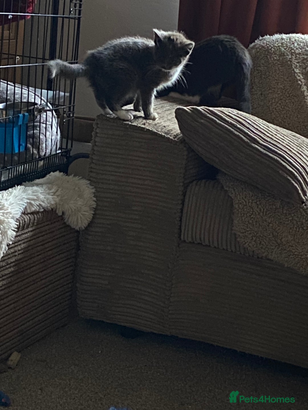 Mixed Breed cats for sale: 1 fluffy kitten + 3 farm rescue semi tame - Image 4