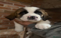 Saint Bernard dogs for sale: Outstanding chunky Saint Bernard puppies for sale - Image 6
