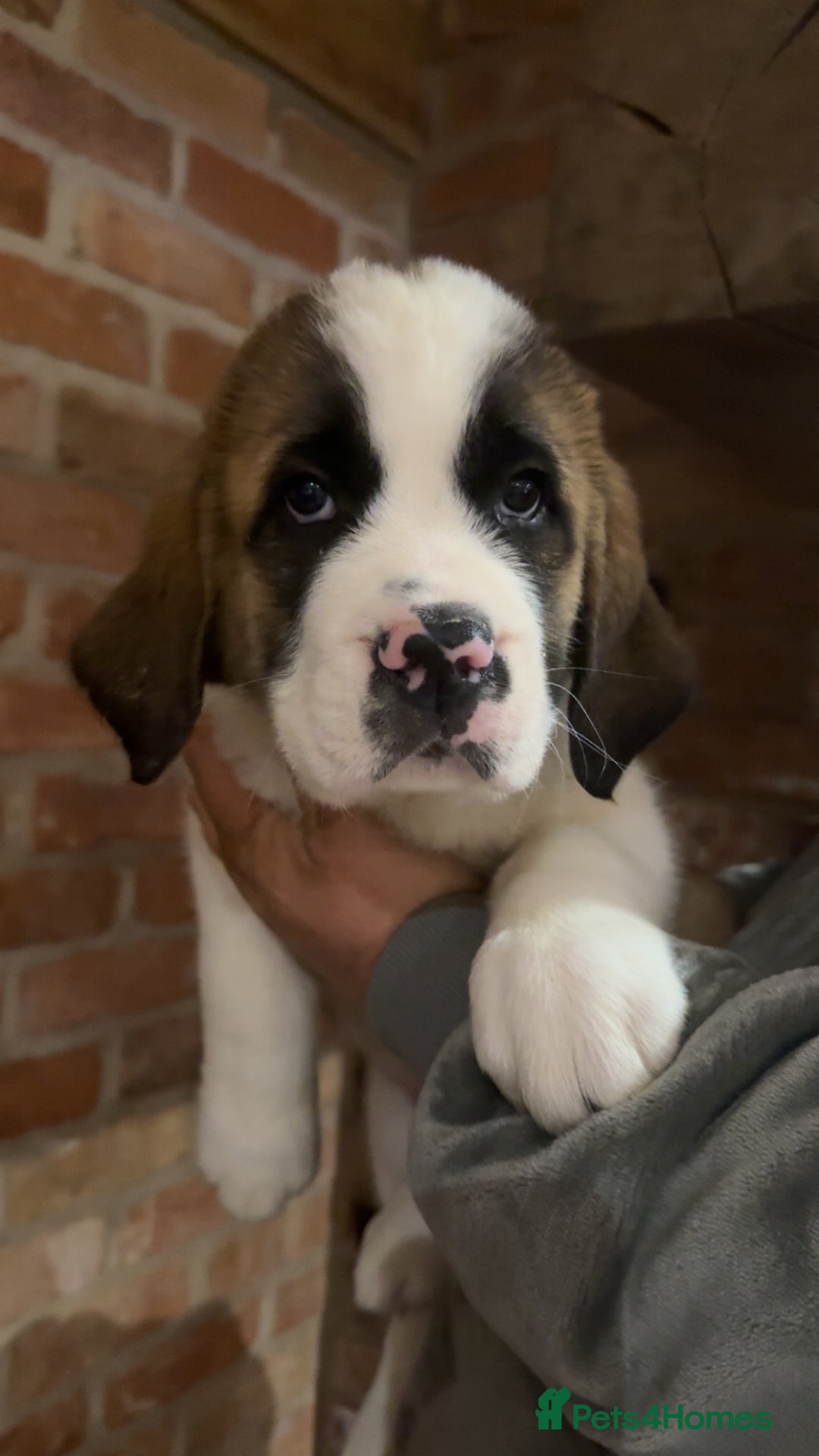 Saint Bernard dogs for sale: Outstanding chunky Saint Bernard puppies for sale - Image 6