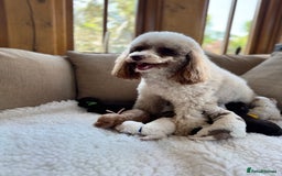 Cavapoo dogs for sale: F1 Extensively Health  Tested Mini Cavapoos  - Image 2