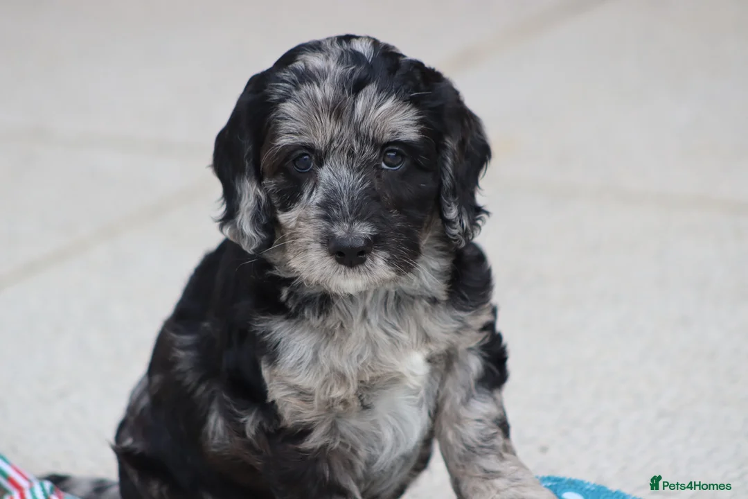 Cockapoo dogs for sale: F1 Cockapoo puppies for sale - Advert 35
