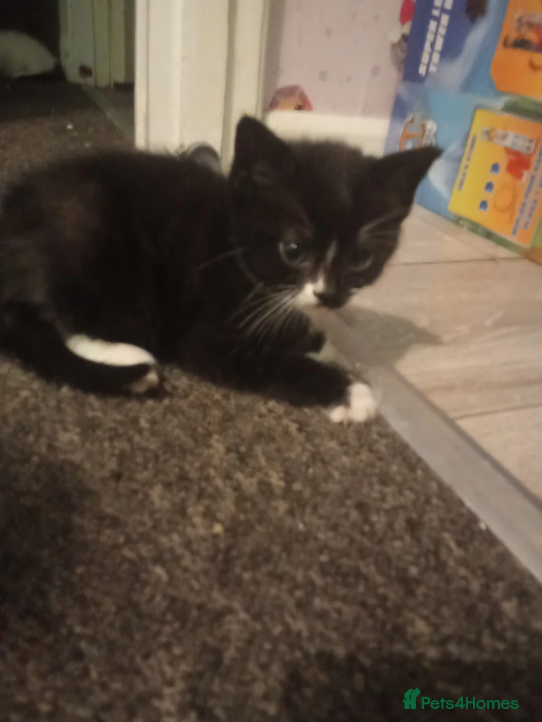 Ragdoll cats for sale: Kittens for sale  - Advert 13