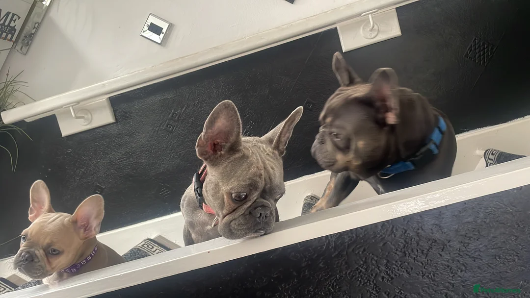 French Bulldog dogs for sale: Beautiful female French bulldog  - Advert 2