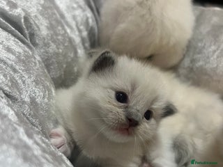 Ragdoll cats Purebred blue point ragdoll kittens - Advert 6