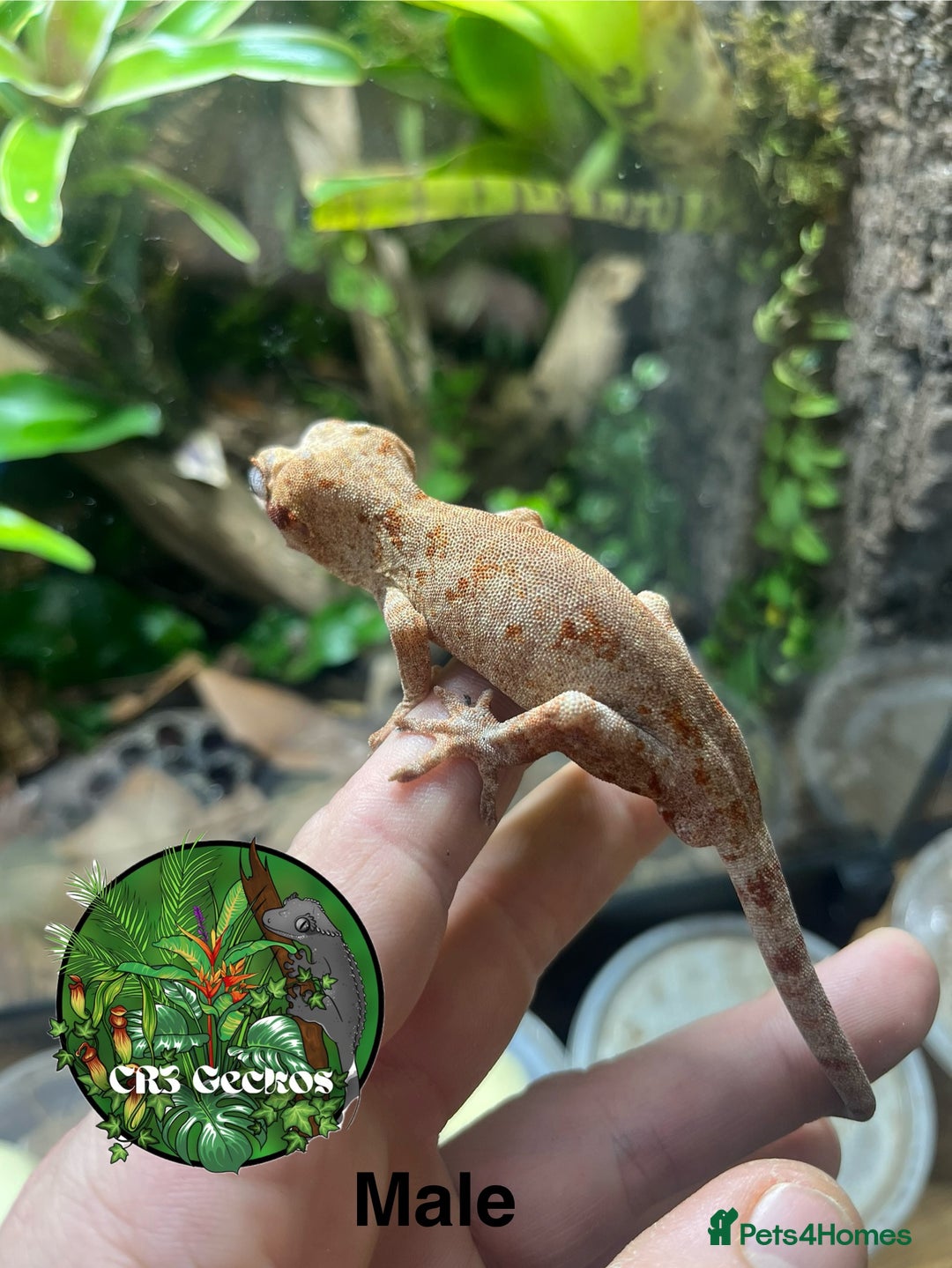 Gecko reptiles for sale: Crested gecko and gargoyles male and female  - Advert 6