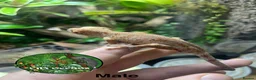 Gecko reptiles for sale: Crested gecko and gargoyles male and female  - Advert 6