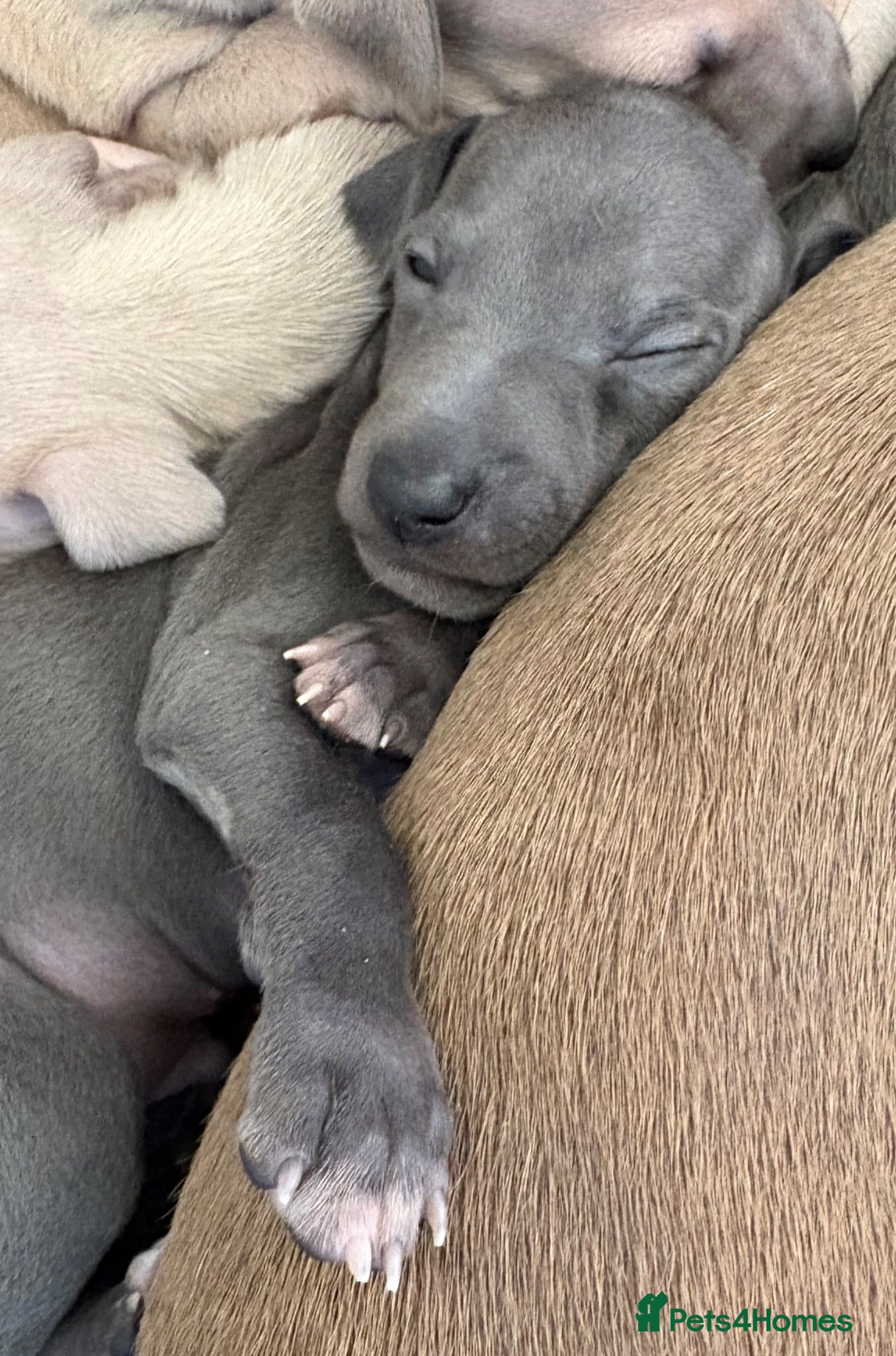 Italian Greyhound dogs Ready next week. KC Reg Italian Greyhound - Advert 9