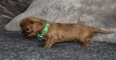 Cavalier King Charles Spaniel dogs - Advert 11