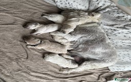 Poochon dogs for sale: Beautiful Poochon Puppies – Ready for Viewing - Image 23