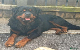 Rottweiler dogs for sale:  Long haired (fluffweilers ) last girl  - Image 20