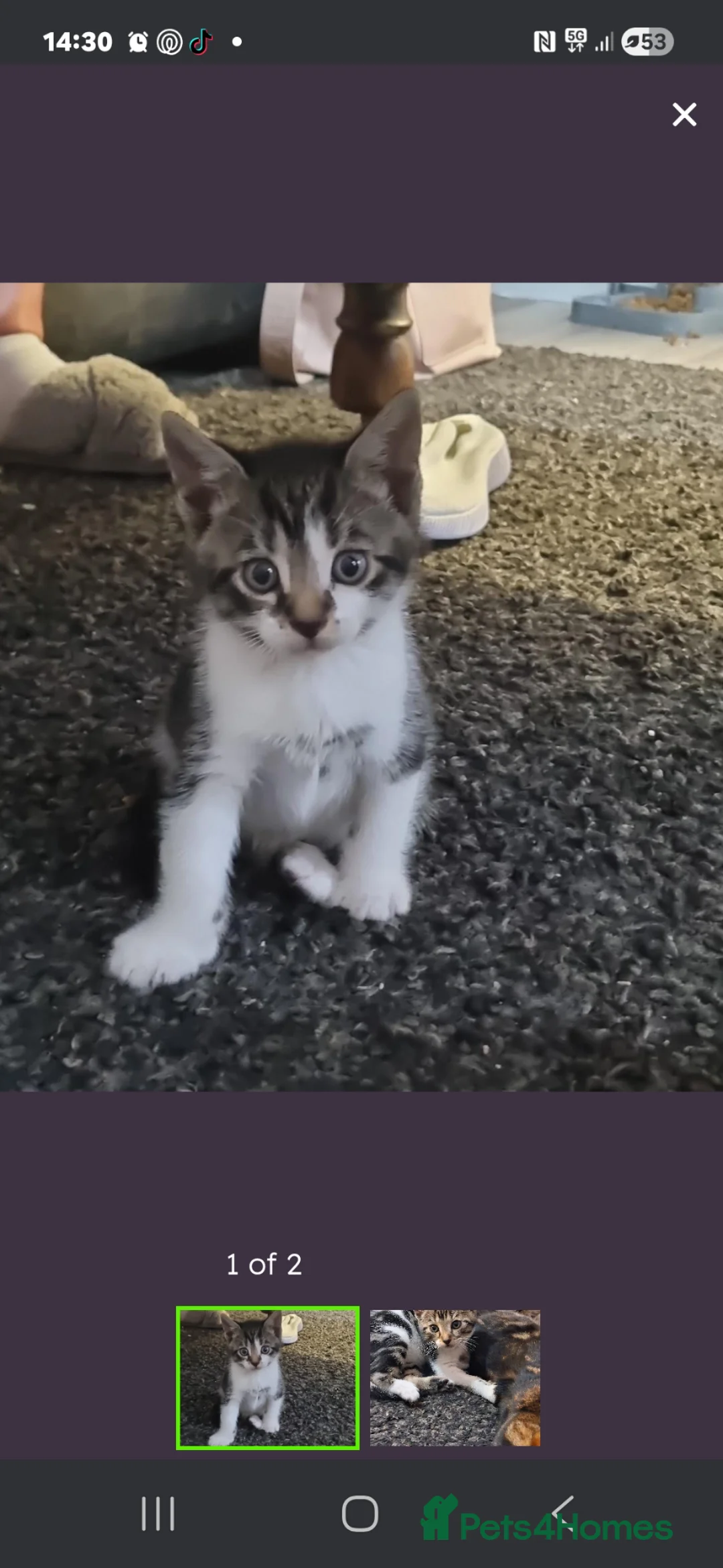 Mixed Breed cats for sale: Mixed bengal kitten - Advert 1