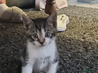 Mixed Breed cats Mixed bengal kitten - Advert 1