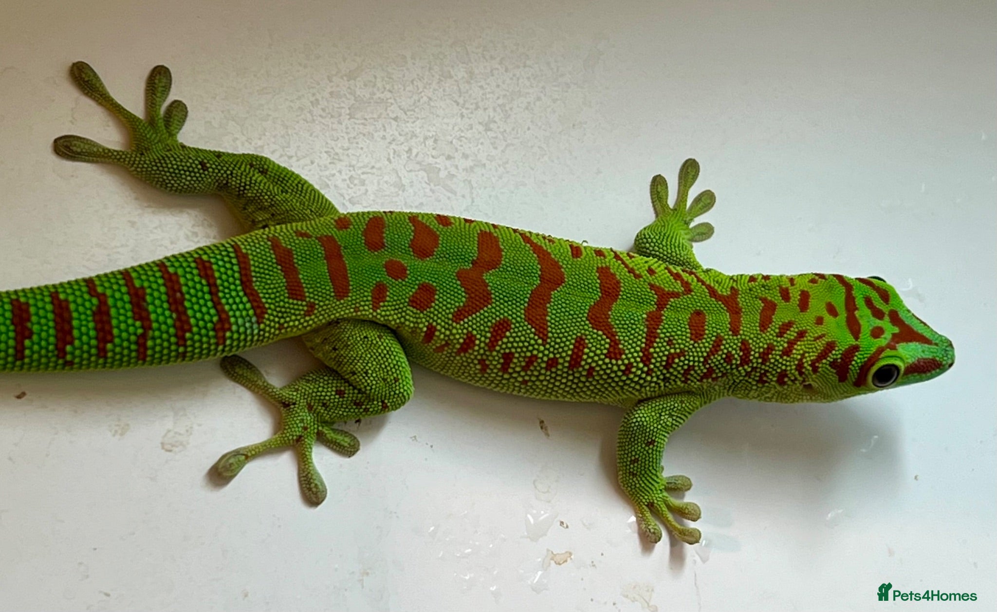 Gecko reptiles Hi Red Giant Day Geckos - Advert 1