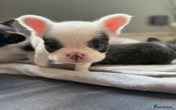 French Bulldog dogs for sale: Fluffy French Bulldogs 4 boys left  - Image 15