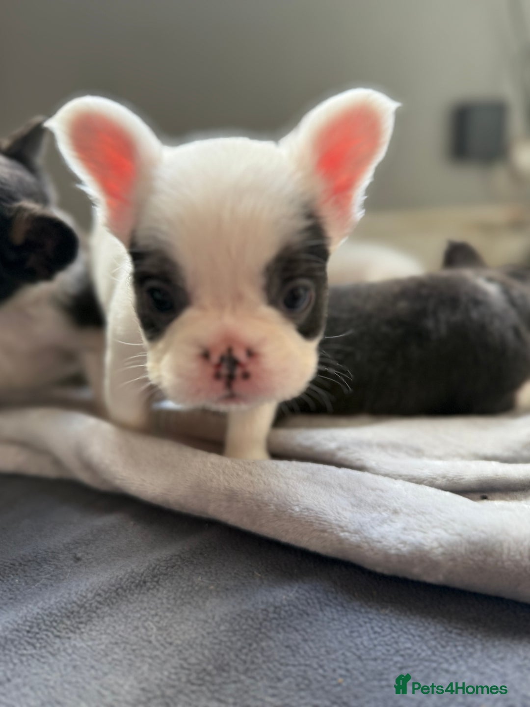 French Bulldog dogs for sale: Fluffy French Bulldogs 4 boys left  - Image 15