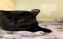 Mixed Breed cats for sale: Could you offer Dobby a sock? - Image 3