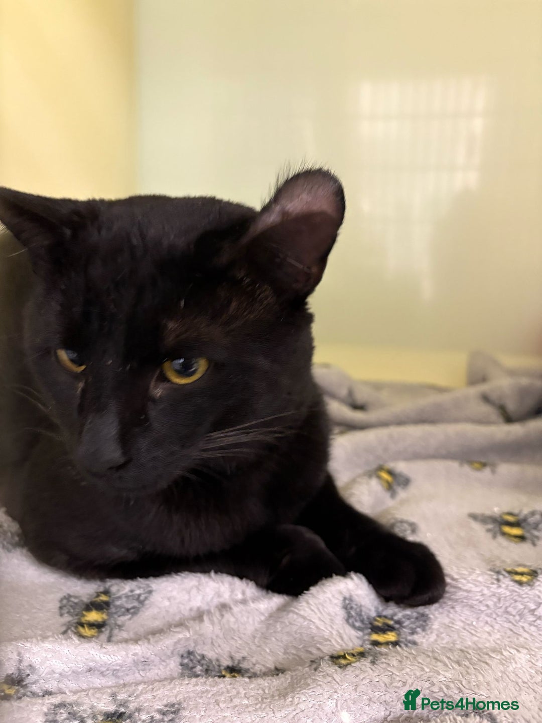 Mixed Breed cats for sale: Could you offer Dobby a sock? - Image 3